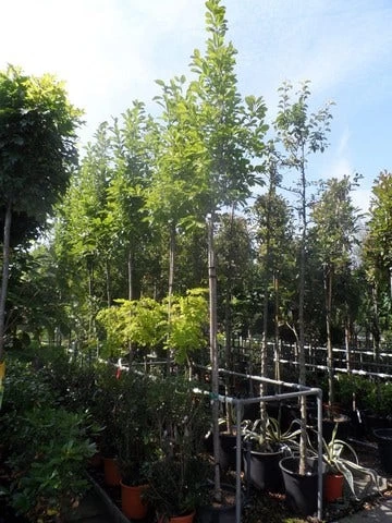 Beverboom (Magnolia Soulangeana Als Boom) - Afbeelding 7