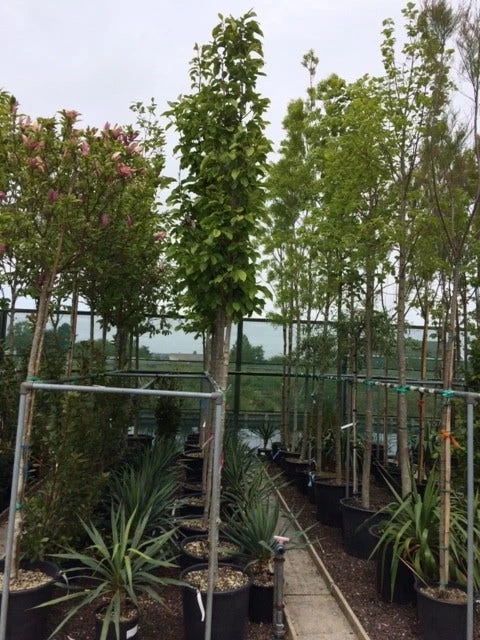 Beverboom (Magnolia Soulangeana Als Boom) - Afbeelding 3