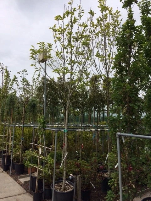 Beverboom (Magnolia Soulangeana Als Boom) - Afbeelding 4