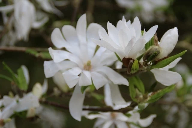 Stermagnolia (Magnolia Stellata) - Afbeelding 4