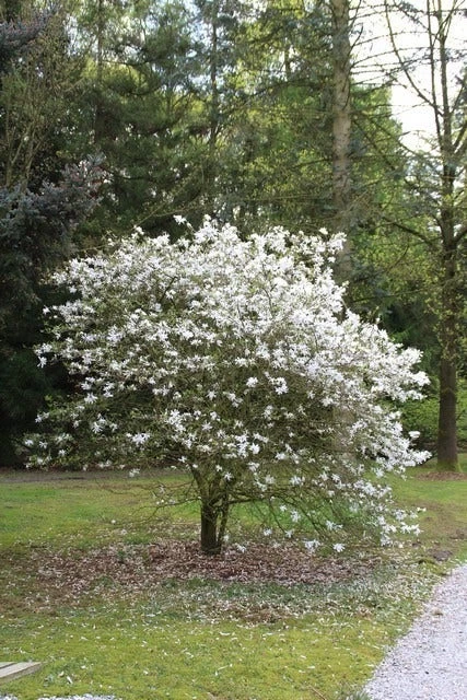 Stermagnolia (Magnolia Stellata) - Afbeelding 3