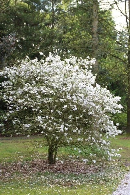 Stermagnolia (Magnolia Stellata) - Afbeelding 2