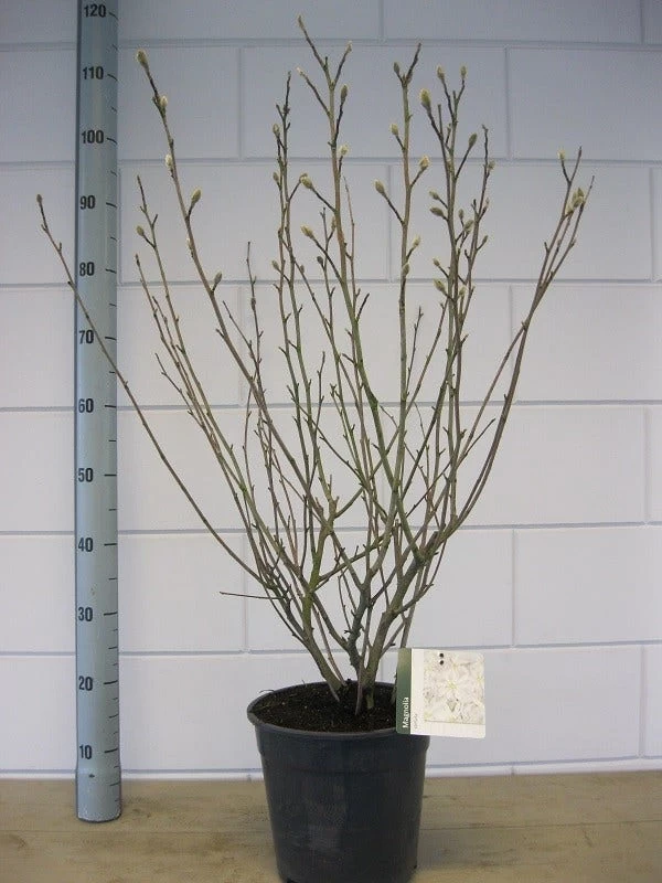 Stermagnolia (Magnolia Stellata) - Afbeelding 12