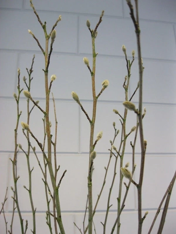 Stermagnolia (Magnolia Stellata) - Afbeelding 11