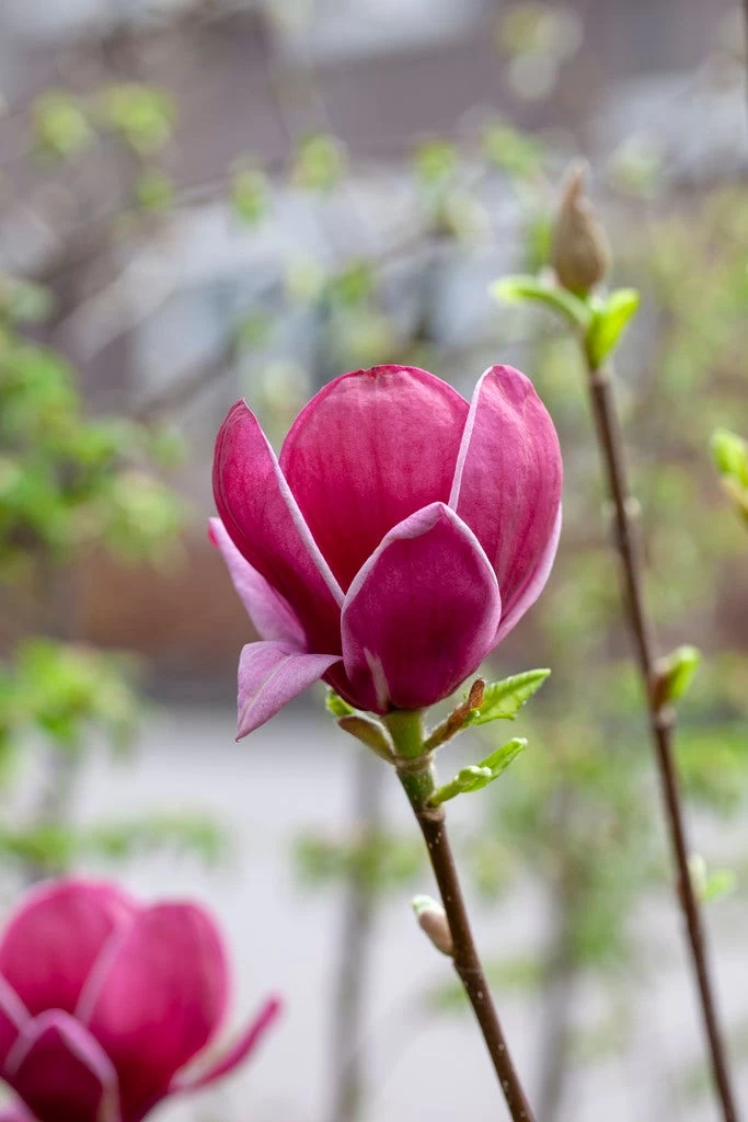 Beverboom (Magnolia 'Genie') - Afbeelding 6
