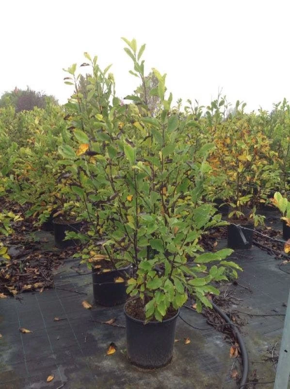 Beverboom (Magnolia Loebneri 'Leonard Messel') - Afbeelding 3