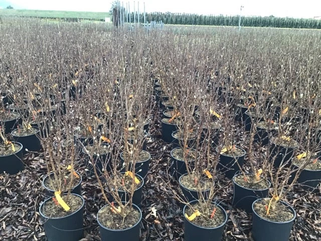 Beverboom (Magnolia Loebneri 'Leonard Messel') - Afbeelding 4