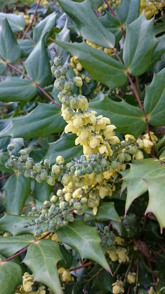 Mahoniestruik (Mahonia Japonica) - Afbeelding 2