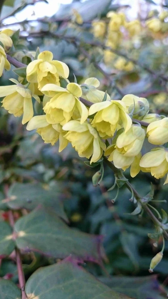 Mahoniestruik (Mahonia Japonica) - Afbeelding 3