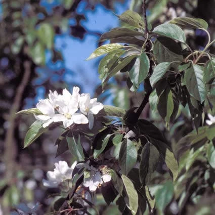 Sierappel (Malus 'John Downie') - Afbeelding 3
