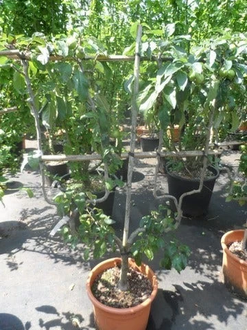 Appelboom (Malus Domestica ) - Afbeelding 9