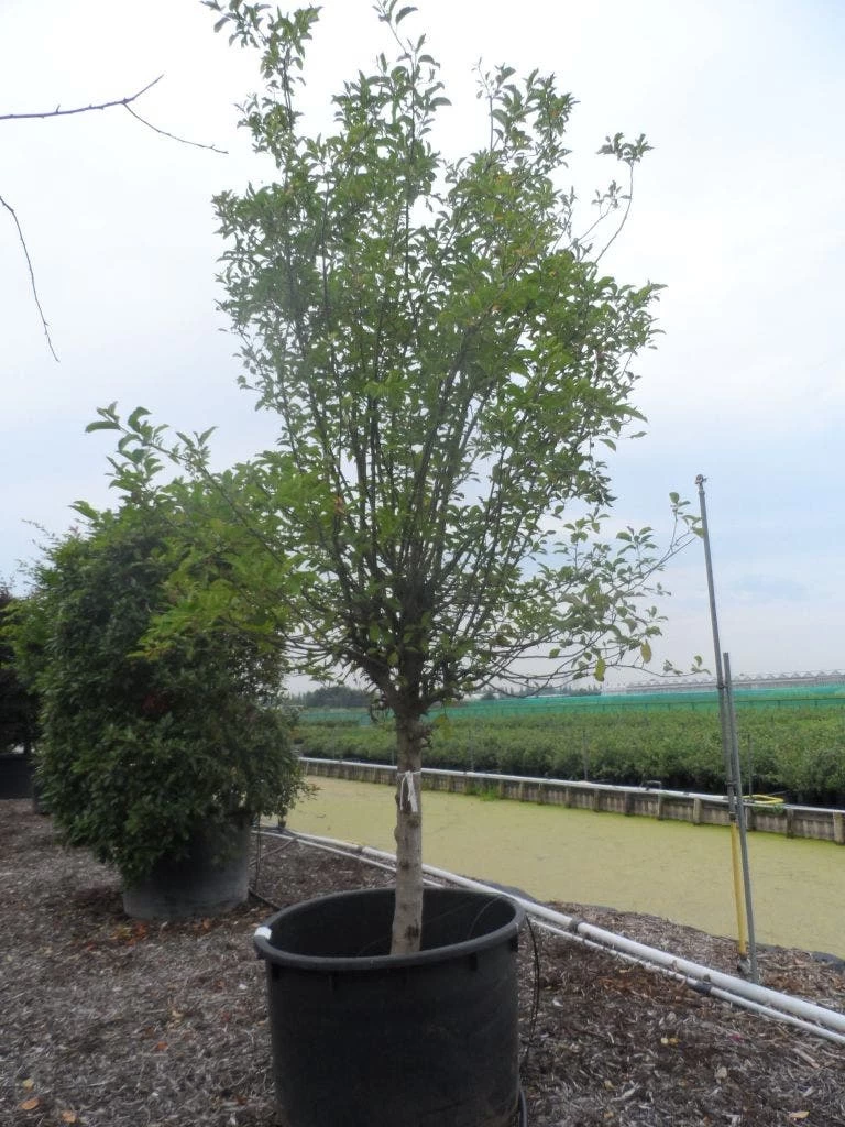 Appelboom (Malus Domestica ) - Afbeelding 4