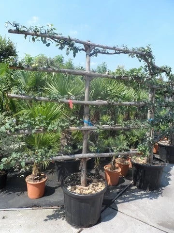 Appelboom (Malus Domestica ) - Afbeelding 8