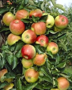 Appelboom (Malus Domestica 'Jonagold')
