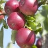 Appelboom (Malus Domestica 'Rode Jonathan')