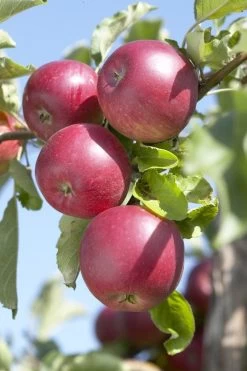 Appelboom (Malus Domestica 'Rode Jonathan')