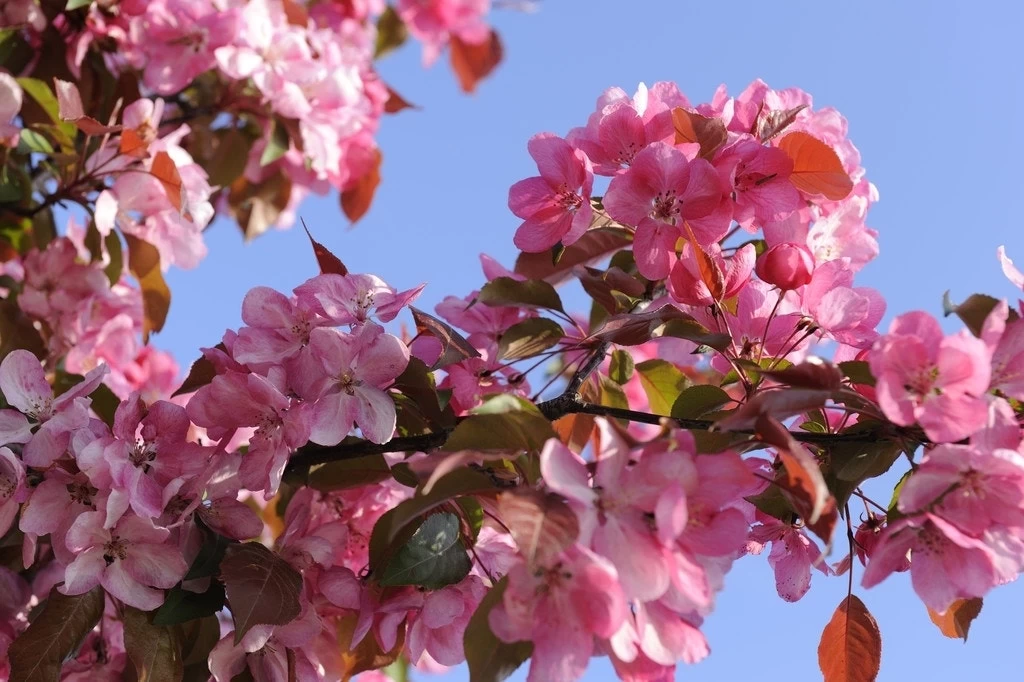 Sierappel Als Leiboom (Malus 'Rudolf') - Afbeelding 2
