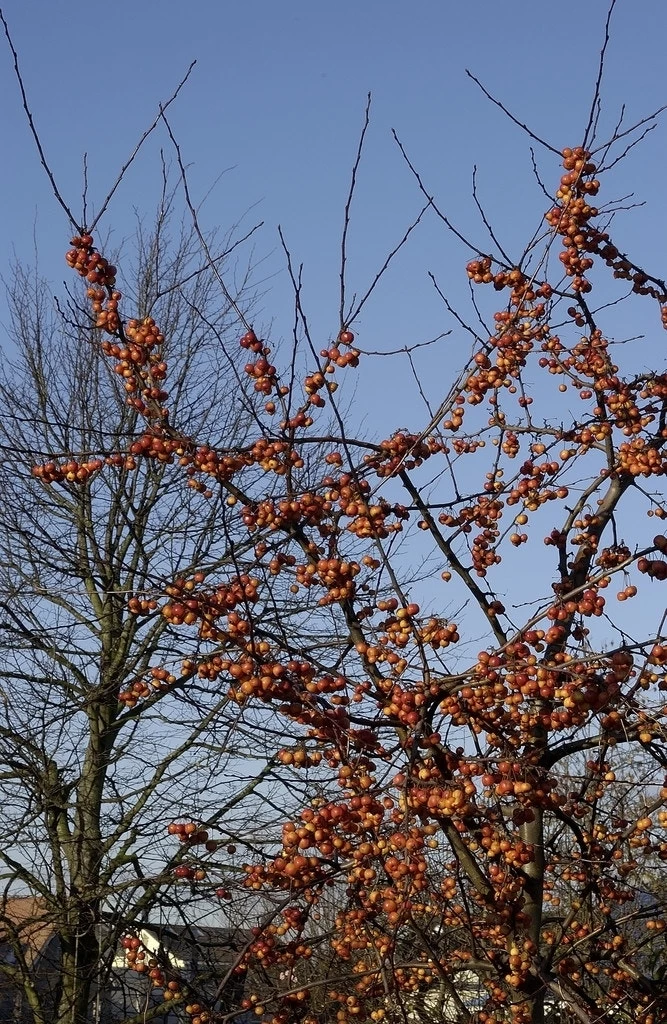 Sierappel (Malus 'Evereste') - Afbeelding 3
