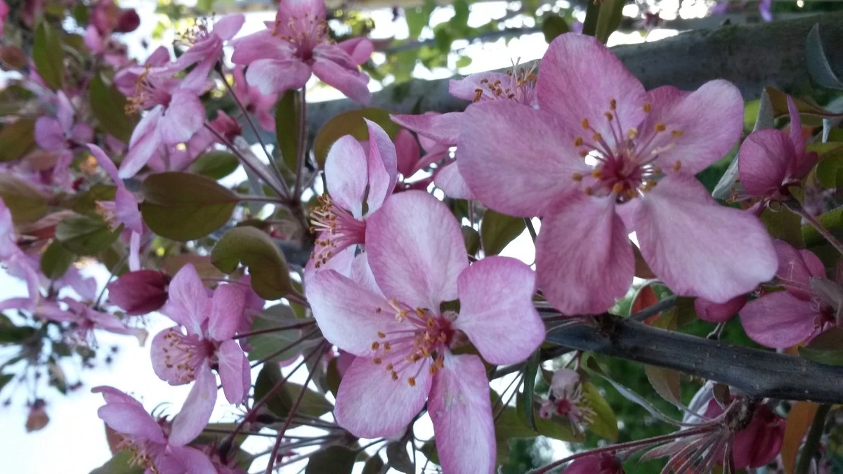 Sierappel (Malus 'Rudolf') - Afbeelding 3