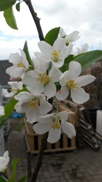 Sierappel (Malus 'Red Sentinel') - Afbeelding 2