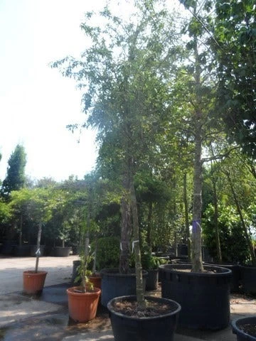 Sierappel (Malus 'Red Sentinel') - Afbeelding 5