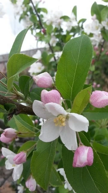 Sierappel (Malus 'Red Sentinel') - Afbeelding 4