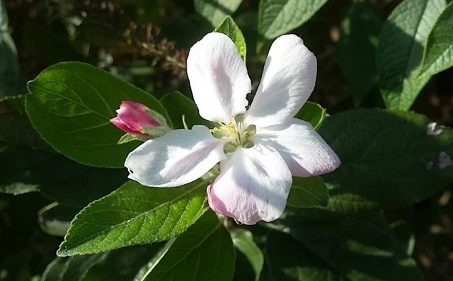 Appelboom (Malus Domestica 'Elstar') - Afbeelding 5