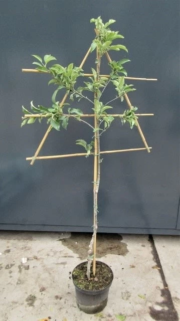 Lei-Appel (Malus Domestica 'Rajka') - Afbeelding 2