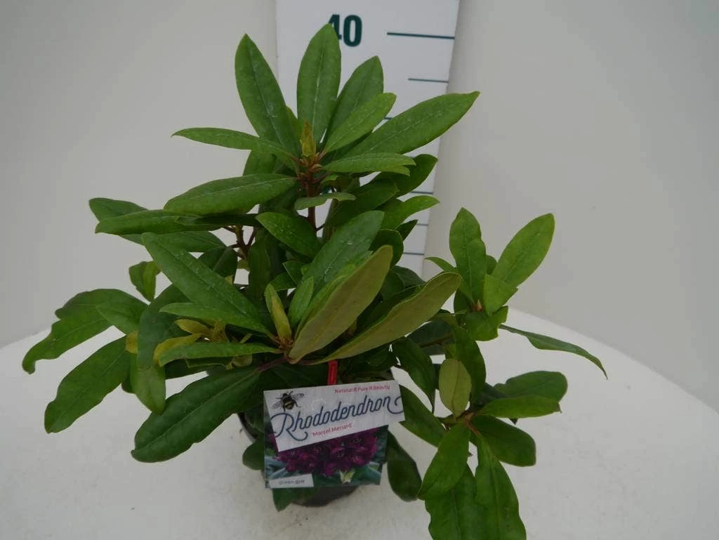 Rhododendron (Rhododendron 'Marcel Menard') - Afbeelding 6