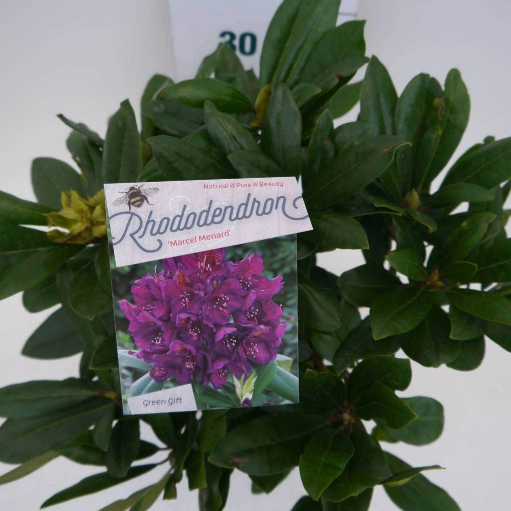 Rhododendron (Rhododendron 'Marcel Menard') - Afbeelding 7