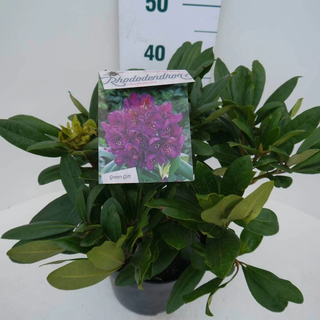 Rhododendron (Rhododendron 'Marcel Menard') - Afbeelding 9