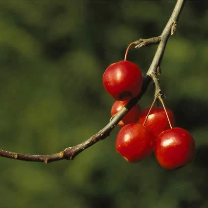 Sierappel (Malus 'Red Sentinel') - Afbeelding 3