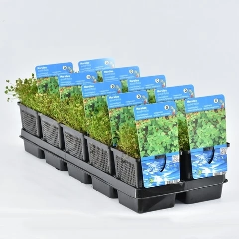 Klaverbladvaren (Marsilea Quadrifolia) - Afbeelding 2