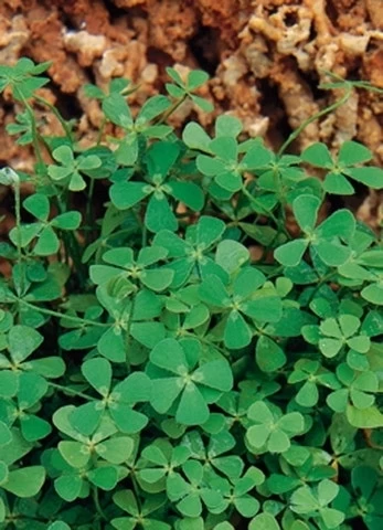 Klaverbladvaren (Marsilea Quadrifolia)