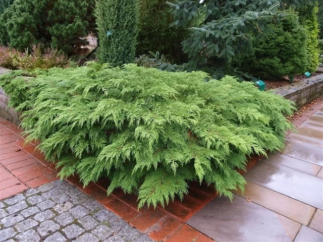 Valse Jeneverbes (Microbiota Decussata) - Afbeelding 4