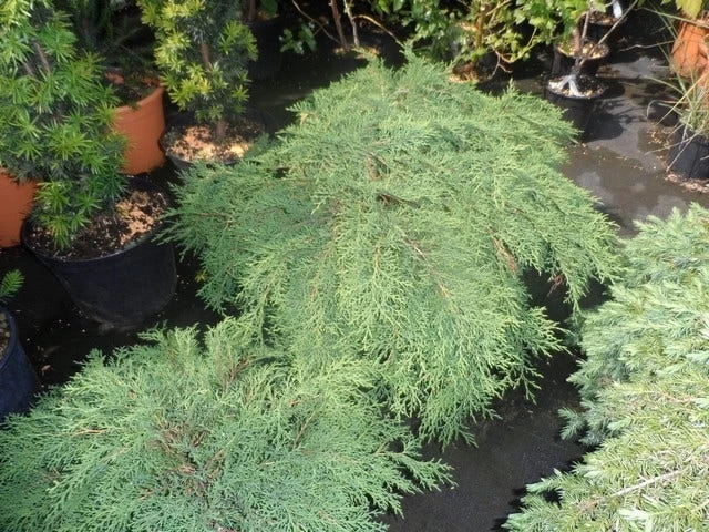 Valse Jeneverbes (Microbiota Decussata) - Afbeelding 3