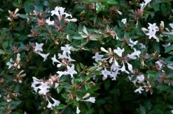 Abelia Op Rek (Abelia Grandiflora)