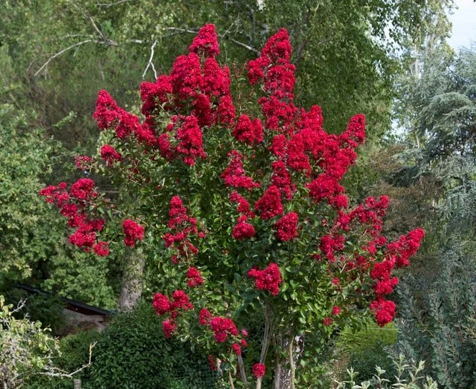 Lagerstroemia (Lagerstroemia Indica 'Dynamite')