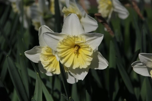 Narcis (Narcissus 'Ice Follies') - Afbeelding 2