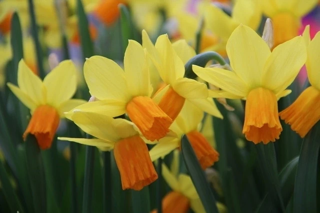 Narcis (Narcissus 'Jetfire') - Afbeelding 2