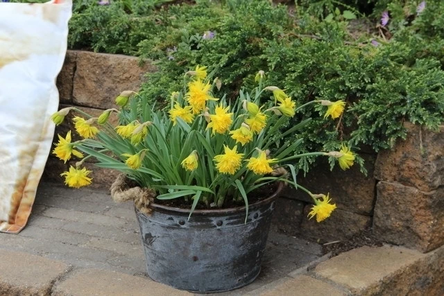 Narcis (Narcissus 'Rip Van Winkle') - Afbeelding 2