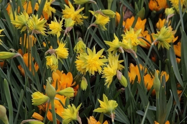 Narcis (Narcissus 'Rip Van Winkle') - Afbeelding 3