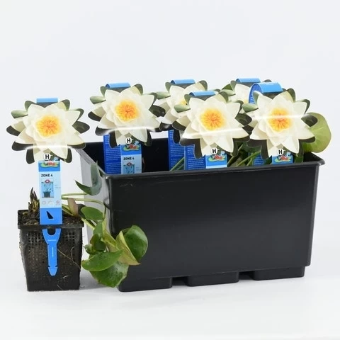 Waterlelie (Nymphaea 'Alba') - Afbeelding 3