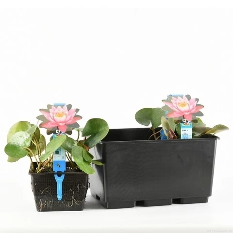 Waterlelie (Nymphaea 'Firecrest') - Afbeelding 2