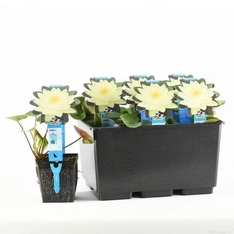 Waterlelie (Nymphaea 'Joey Tomocik') - Afbeelding 2