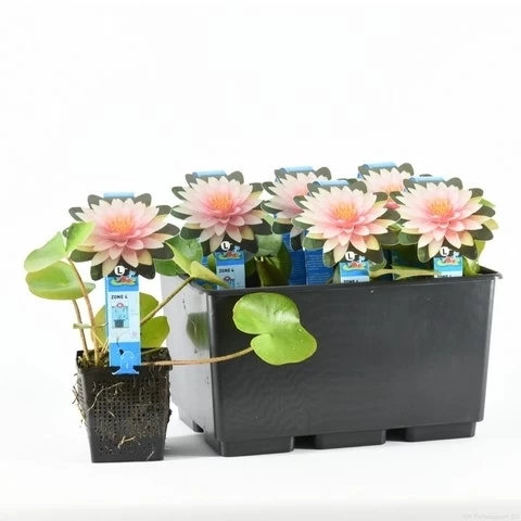 Waterlelie (Nymphaea 'Madame Wilfron Gonnere') - Afbeelding 3