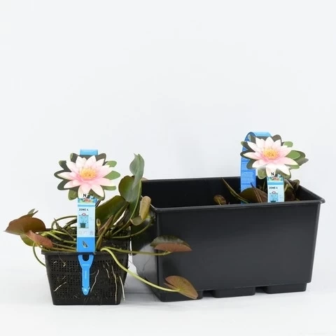 Waterlelie (Nymphaea 'Marliacea Carnea') - Afbeelding 3