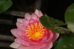 Waterlelie Fabiola (Nymphea 'Fabiola')