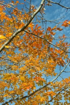 Tupelo (Nyssa Sylvatica)