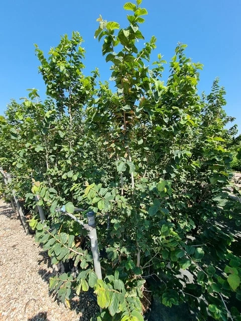 Perzisch IJzerhout Als Struik (Parrotia Persica) - Afbeelding 3